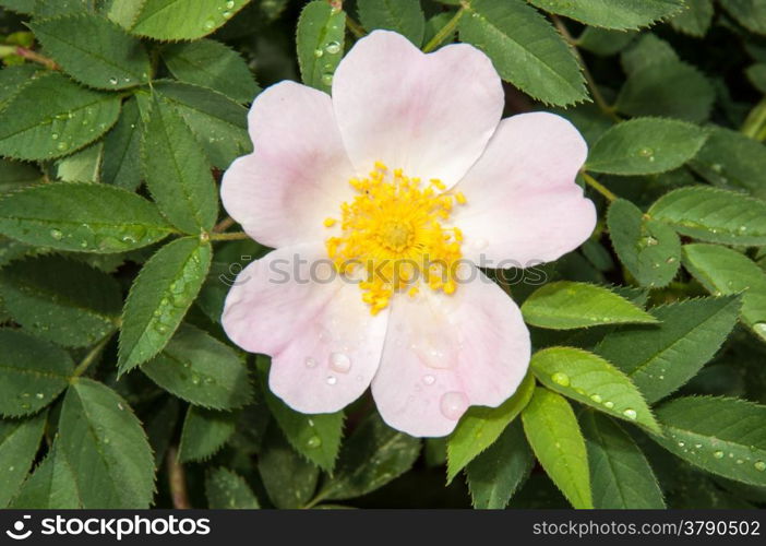 Flower dog rose after Spring the rain