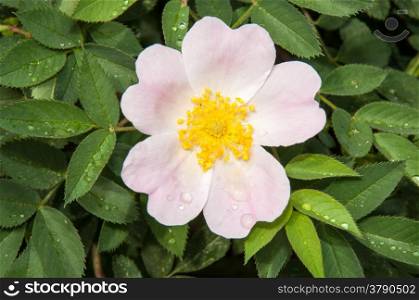 Flower dog rose after Spring the rain