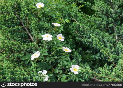 Flower dog rose after Spring the rain