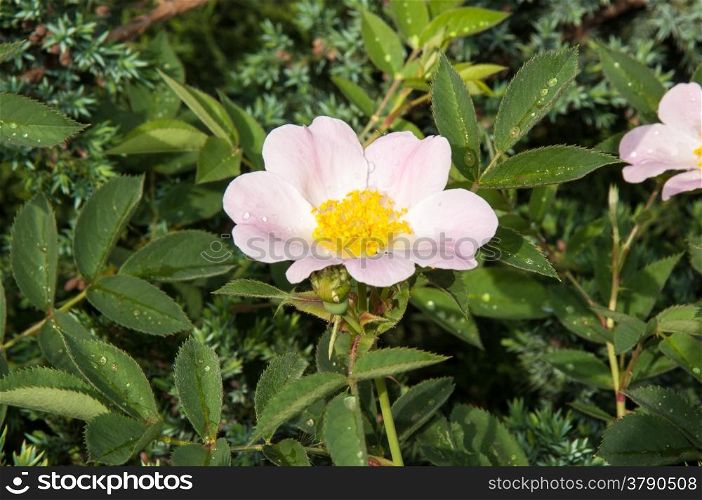 Flower dog rose after Spring the rain
