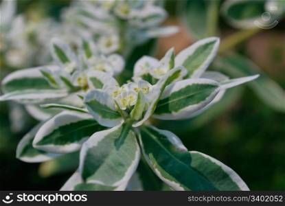 flower Euphorbia marginata