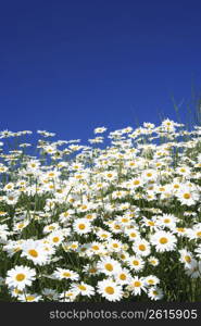 Flower field