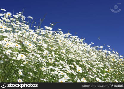 Flower field