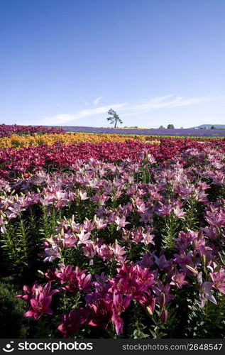 Flower field