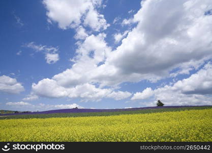 Flower field