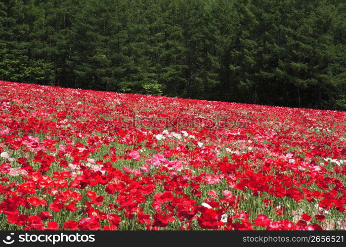 Flower field