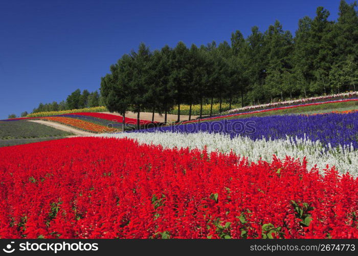 Flower field