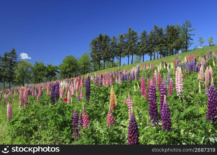 Flower field