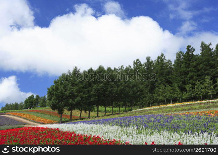 Flower field