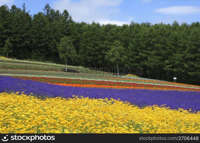 Flower field