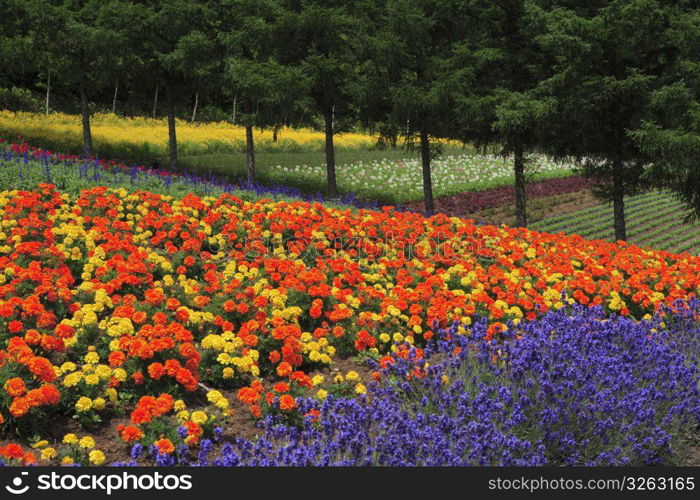 Flower field