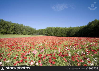 Flower field