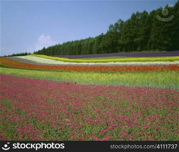 Flower field