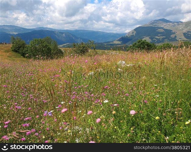 flower field high in the mountains