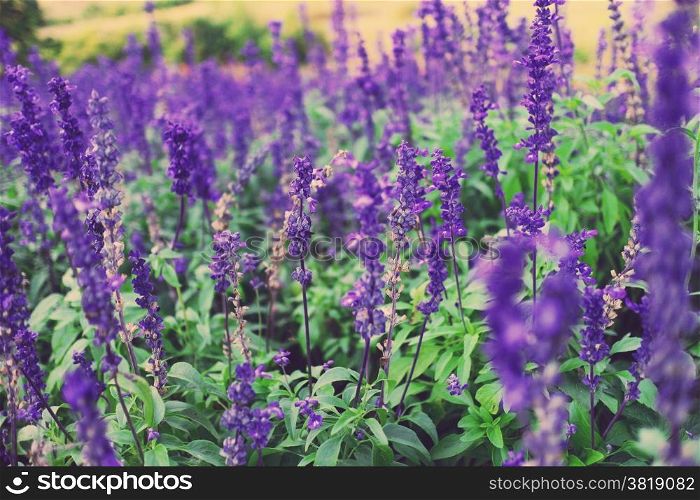 flower field in fresh summer nature colors