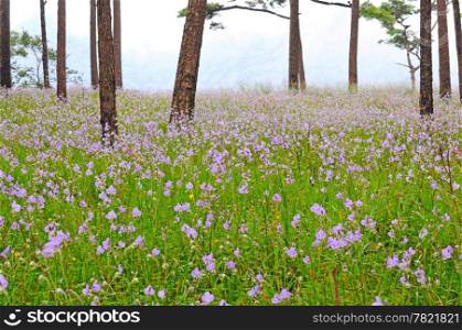 Flower field, Murdannia giganteum