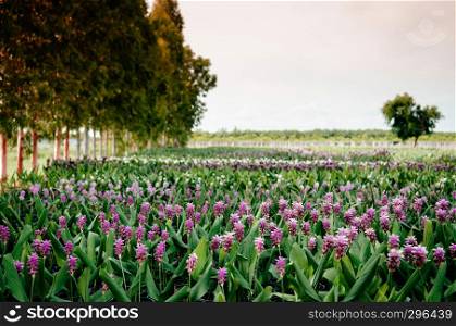 Flower field of Pink colour Siam tulip flower, Summer tulip, Curcuma alismatifolia