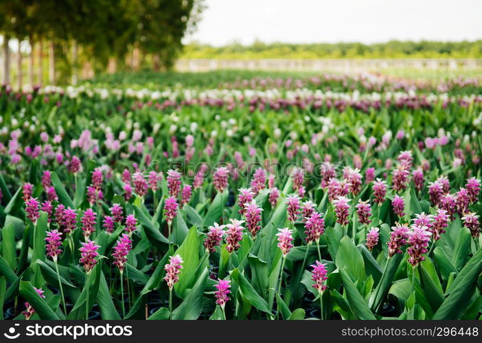 Flower field of Pink colour Siam tulip flower, Summer tulip, Curcuma alismatifolia