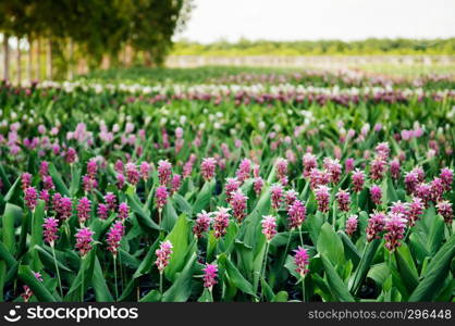 Flower field of Pink colour Siam tulip flower, Summer tulip, Curcuma alismatifolia