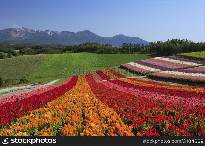 flower fields