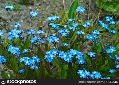 flower forget-me-not blue, spring flowers fragrance. spring flowers fragrance, flower forget-me-not blue