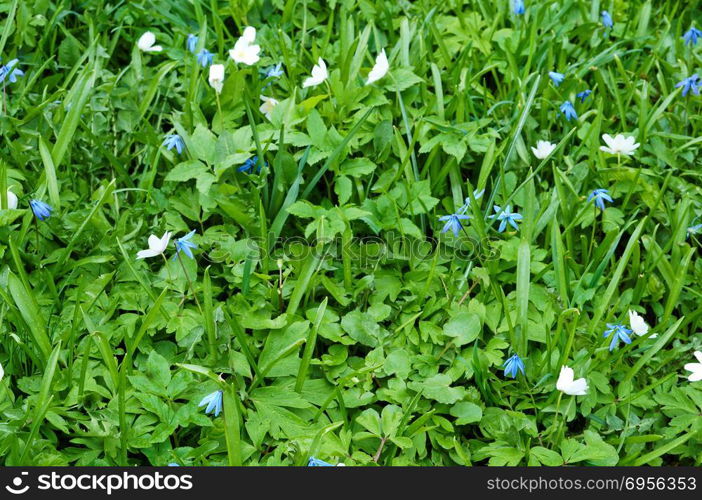 flower forget-me-not blue, spring flowers fragrance. spring flowers fragrance, flower forget-me-not blue