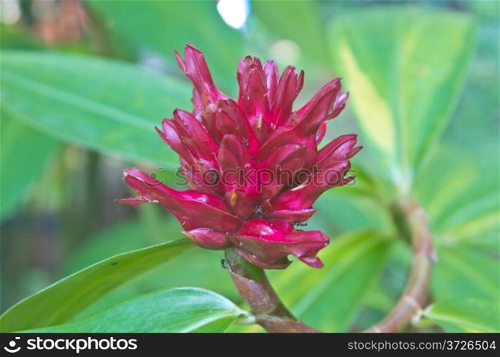 flower from Thailand, close up crape ginger flower