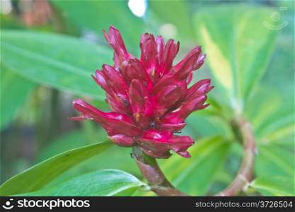 flower from Thailand, close up crape ginger flower