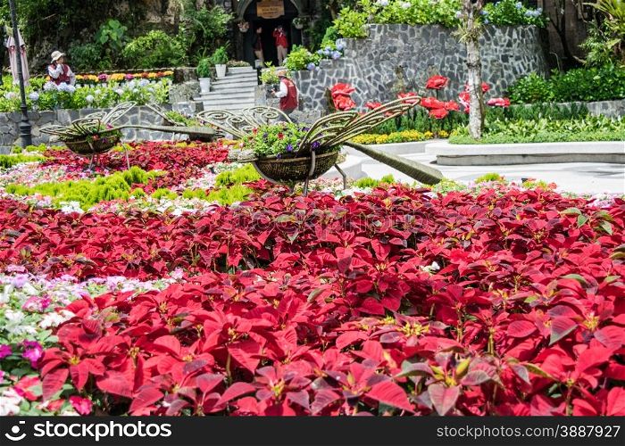 Flower garden at Ba Na Hills, Da Nang, Vietnam