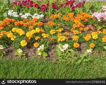 Flower garden. Colourful flower bed in a flower garden