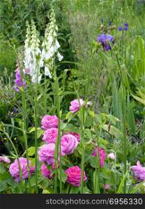 Flower garden with pink roses,iris and foxgloves. Flower Garden