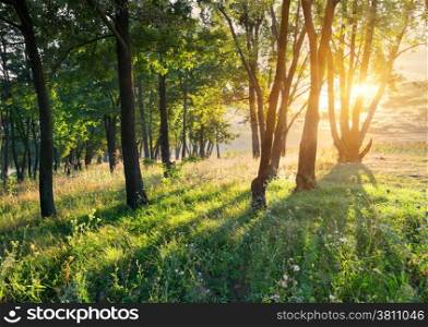 Flower glade in the forest at sunrise