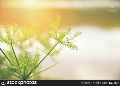 flower grass autumn / nature sunlight with filter on grass flower in summer with water blur background - vintage flower