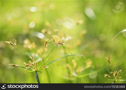 Flower grass field background in morning with sunrise floral bokeh pattern. wind blew gently touched meadow close up scene. Closeup macro shot.