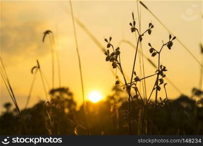 flower grass to light during sunset .