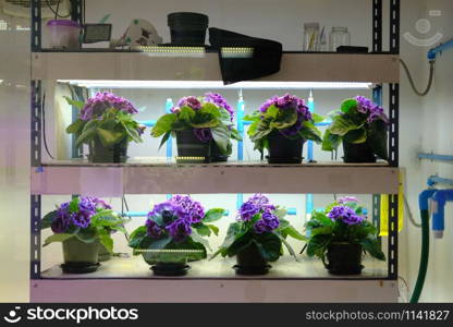 flower growing in temperature control system with artificial light in plant factory