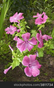 flower growing in the garden