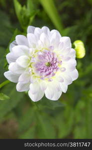 flower growing in the garden