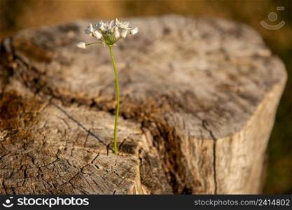 flower growing inside a cut tree
