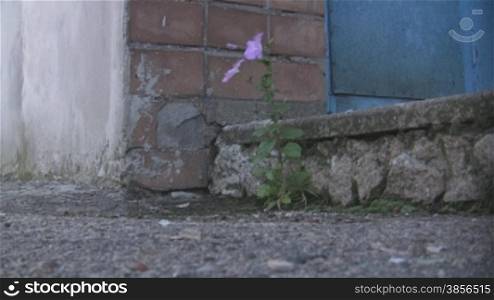 flower grows through asphalt.