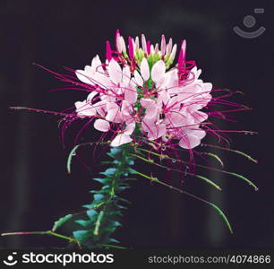 Flower Image