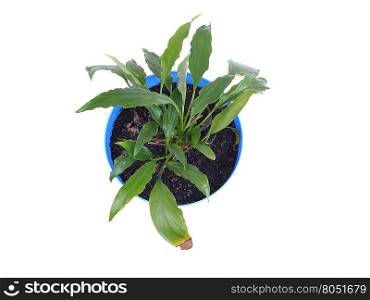 flower in a pot on a white background
