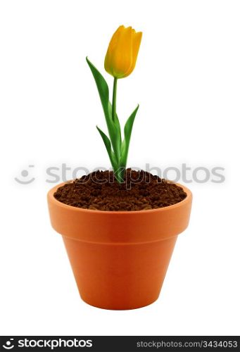 flower in clay pot isolated on white background. . flower in clay pot