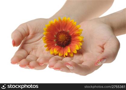 Flower in female hands. It is isolated on a white background