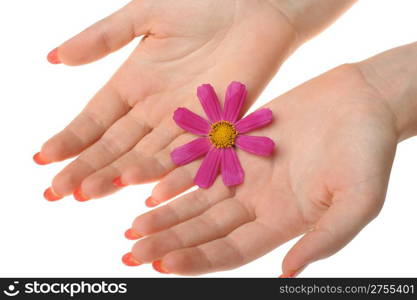 Flower in female hands. It is isolated on a white background