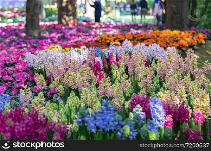 Flower in garden at sunny summer or spring day for postcard beauty decoration and agriculture concept design.