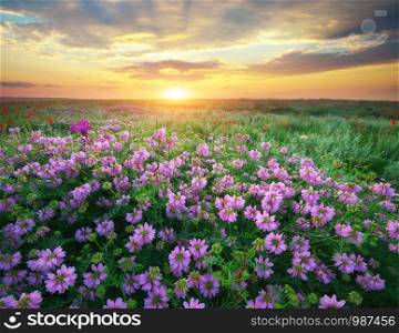 Flower in meadow. Landscape nature composition.