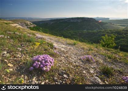 Flower in mountain. Nature composition.