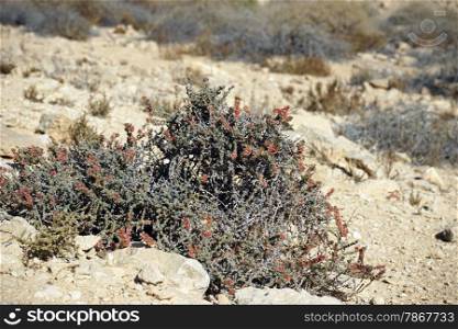 Flower in Negev desert in Israel