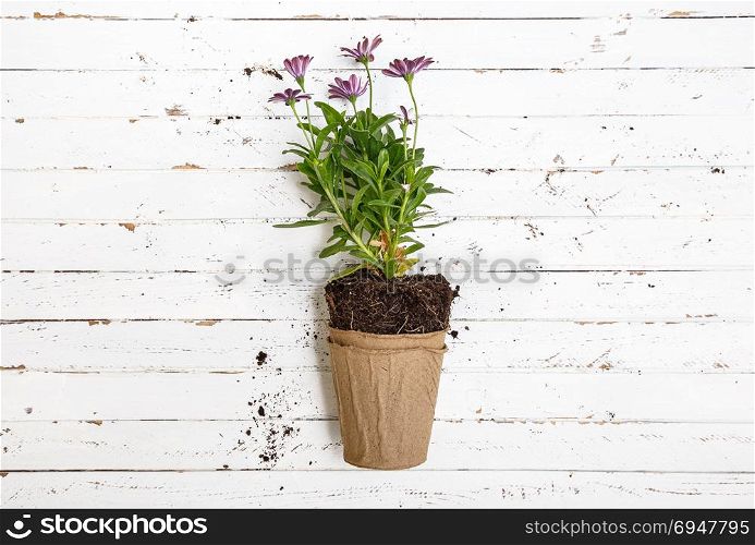 Flower in pot on white wooden table, gardening concept.. Flower in pot on white wooden table, gardening concept